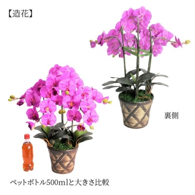 綺麗で丈夫な三河陶器で贈る光触媒胡蝶蘭大輪3本立(茶の陶器×バイオレット色の花)　H100-092