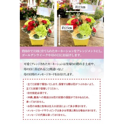 【2025年 母の日】カーネーション アレンジメント　花瓶不要なので贈りやすい♪　H092-046