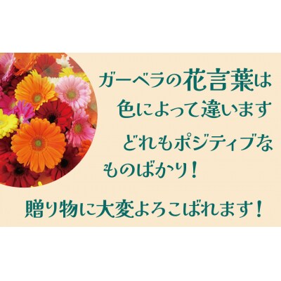 【ラッピング付】生花 イエローオレンジガーベラ の花束 50本 ギフト H193-003