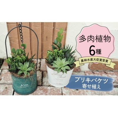 多肉植物6種【令和元年 農林水産大臣賞受賞】 H195-001