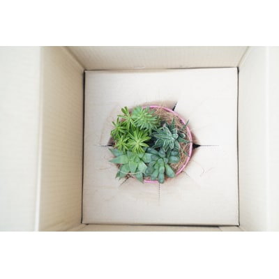多肉植物5種【令和元年 農林水産大臣賞受賞】 H195-003