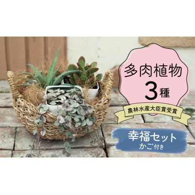 多肉植物3種幸福セット【令和元年 農林水産大臣賞受賞】 H195-004