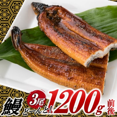 うなぎの蒲焼3尾(計1,200g前後)『1～2ヶ月前後でお届け!!』AC156.ST