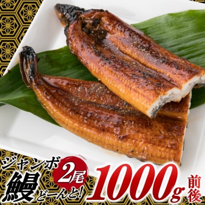 ジャンボうなぎの蒲焼2尾(計1,000g前後)『1～2ヶ月前後でお届け!!』.AA264