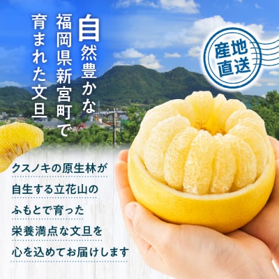 福岡柑橘王国・文旦/約8キロ(2026年2月～3月配送予定).AB482
