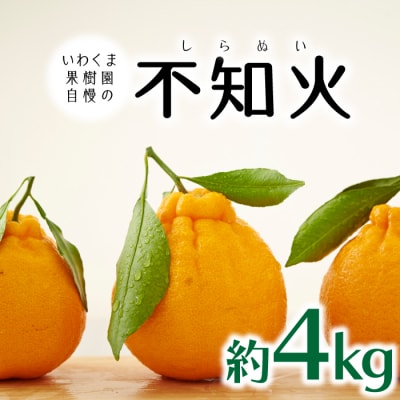 いわくま果樹園自慢の不知火/約4kg(2027年2～3月発送予定).AB483.ST