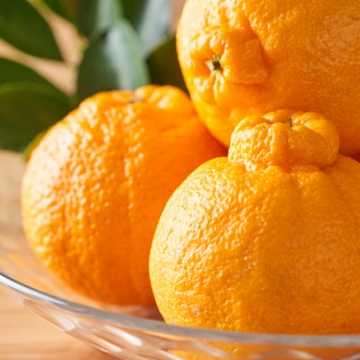 いわくま果樹園自慢の不知火/約4kg(2027年2～3月発送予定).AB483.ST