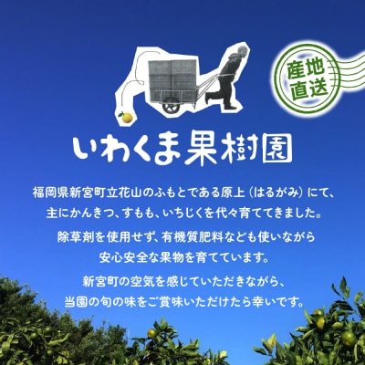 いわくま果樹園自慢の不知火/約4kg(2027年2～3月発送予定).AB483.ST