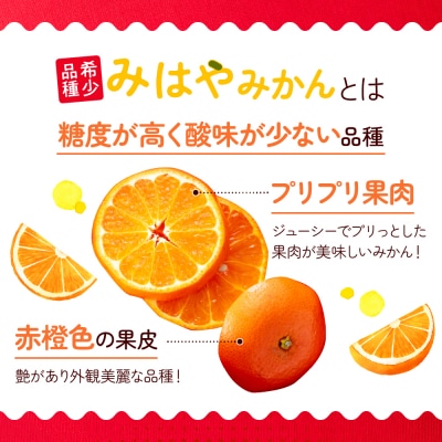 柑橘・みはやみかん/約2.5キロ(2025年12月上旬～2026年1月末発送予定).AB488