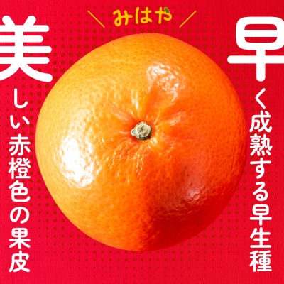 柑橘・みはやみかん/約2.5キロ(2025年12月上旬～2026年1月末発送予定).AB488