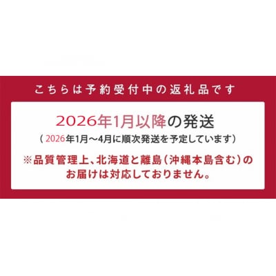 【訳あり.限定品】あまおう.小粒ですが約1200g(2026年1月以降発送)【あまおう】.AC176