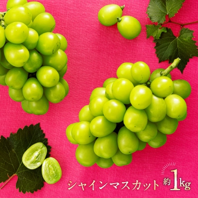 九州・福岡フルーツ王国より直送.シャインマスカット約1kg/2026年9月配送.AD170