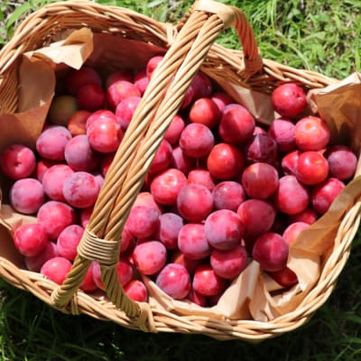 九州・福岡フルーツ王国より直送.すもも.約1.4kg/2026年6月配送.AC199