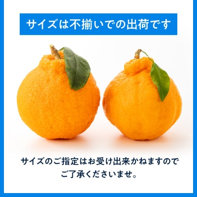 農家直送の不知火/約3kg(2027年2月発送予定).AB642