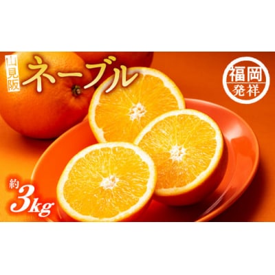 ネーブル(3kg程度)/2025年12月～2026年1月配送.AB504