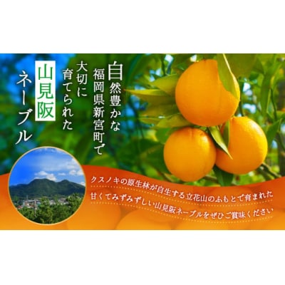 ネーブル(3kg程度)/2025年12月～2026年1月配送.AB504