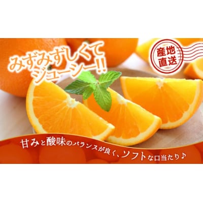 ネーブル(3kg程度)/2025年12月～2026年1月配送.AB504