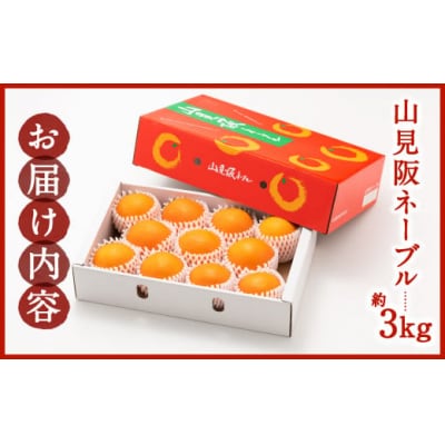 ネーブル(3kg程度)/2025年12月～2026年1月配送.AB504