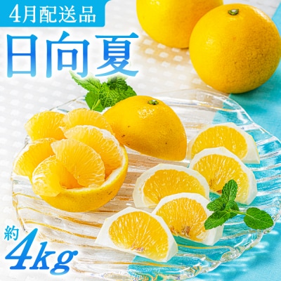 いわくま果樹園の「日向夏」約4kg/2026年4月発送予定.AB505