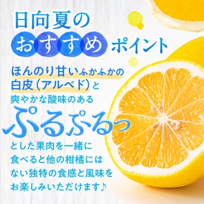 いわくま果樹園の「日向夏」約4kg/2026年4月発送予定.AB505
