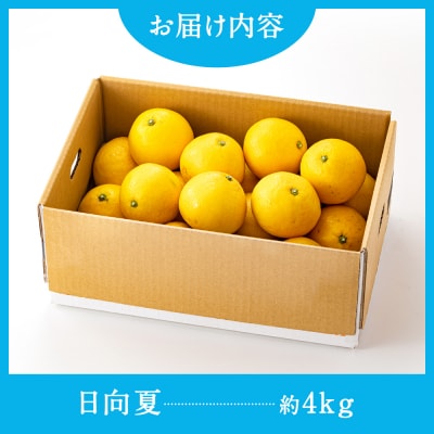 いわくま果樹園の「日向夏」約4kg/2026年4月発送予定.AB505