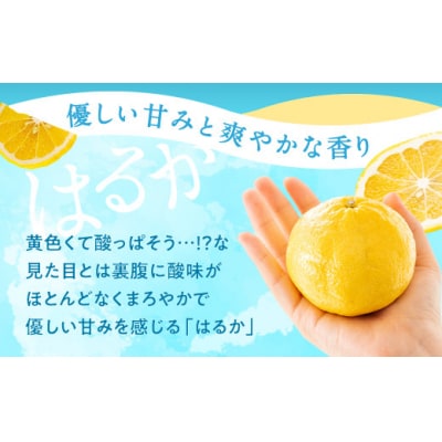 福岡柑橘王国・はるか/約5kg(2027年1月末～2月末発送予定).AB507