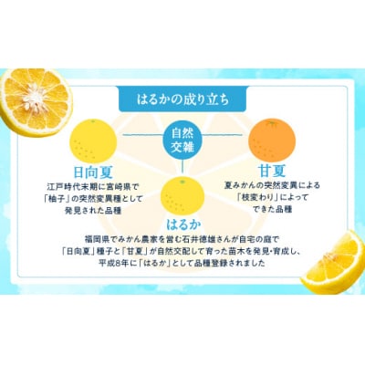福岡柑橘王国・はるか/約5kg(2027年1月末～2月末発送予定).AB507