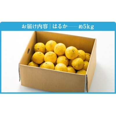福岡柑橘王国・はるか/約5kg(2027年1月末～2月末発送予定).AB507