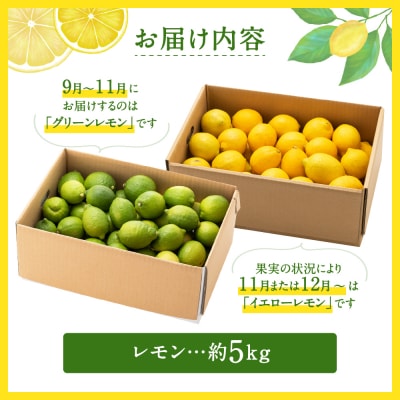 貴重な国産レモン.約5kg/2025年9月～2026年2月発送予定.AB510