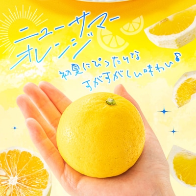 福岡柑橘王国.ニューサマーオレンジ約5kg/2026年4月配送.AB515