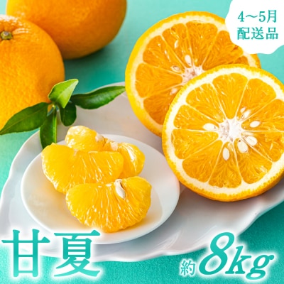 福岡柑橘王国・樹成り完熟甘夏/約8kg(2026年4月～5月配送予定).AB516