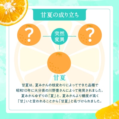 福岡柑橘王国・樹成り完熟甘夏/約8kg(2026年4月～5月配送予定).AB516