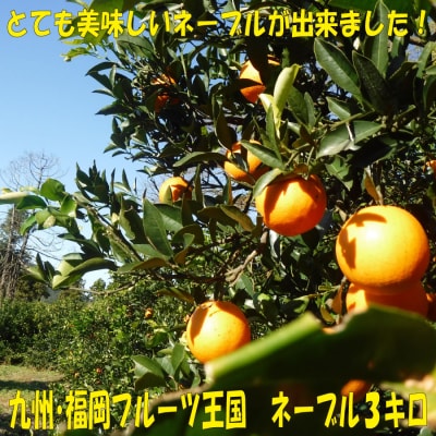 九州・福岡フルーツ王国.農家直送.ネーブル約3kg/2026年12月～2027年1月配送.AB544