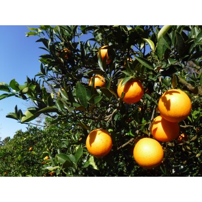 九州・福岡フルーツ王国.農家直送.ネーブル約3kg/2026年12月～2027年1月配送.AB651
