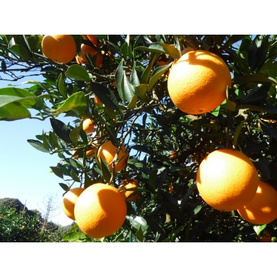 九州・福岡フルーツ王国.農家直送.ネーブル約3kg/2026年12月～2027年1月配送.AB544