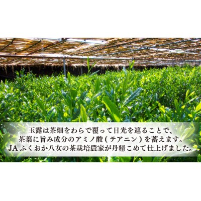 福岡の八女茶.玉露ボトル缶(290g×24缶)【八女茶】.AC300