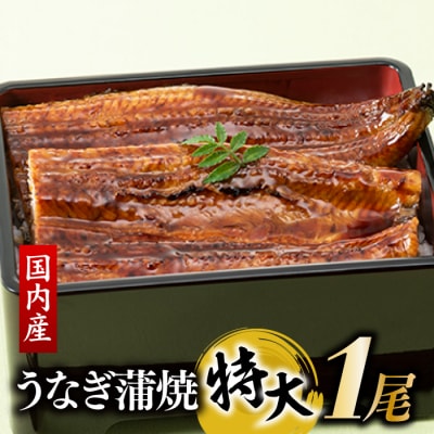 【国内産】【有頭】うなぎ蒲焼 (特大) 1尾 <計250g前後>1～2ヶ月前後でお届け!.AC318