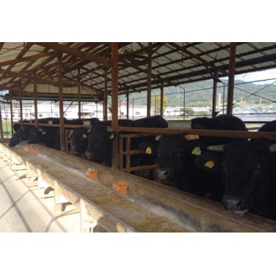 博多和牛切り落とし500g【博多和牛】.AD215