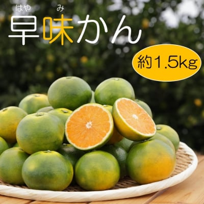【予約受付】早味かん(1.5kg程度)2026年9月～10月配送【早味かん】.ZG322
