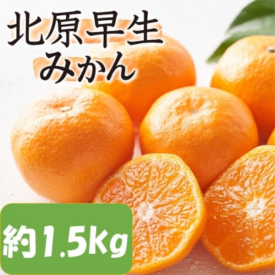 【予約受付・期間限定商品】北原早生みかん(1.5kg程度).2026年10月～11月配送.ZG323