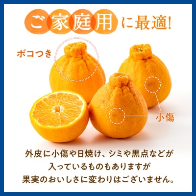 【昨年も大人気】デコポン(1.5kg程度)/2027年2月～3月配送.ZH301