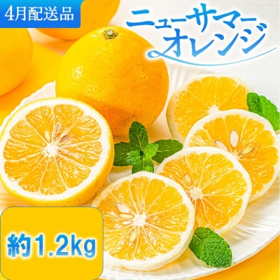 福岡柑橘王国.ニューサマーオレンジ約1.2kg/2027年4月配送.ZF240