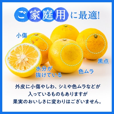 福岡柑橘王国.ニューサマーオレンジ約1.2kg/2027年4月配送.ZF240