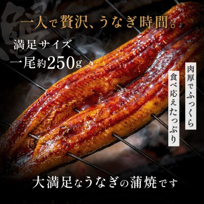 うなぎ蒲焼き1尾セット(約250g×1尾).A1684