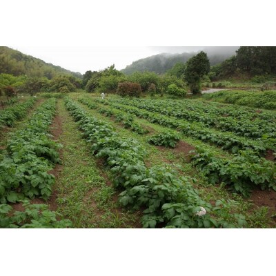 【夏季限定】立花山で育てた「新じゃがいも」3種味くらべセット(約4.5kg).AA436