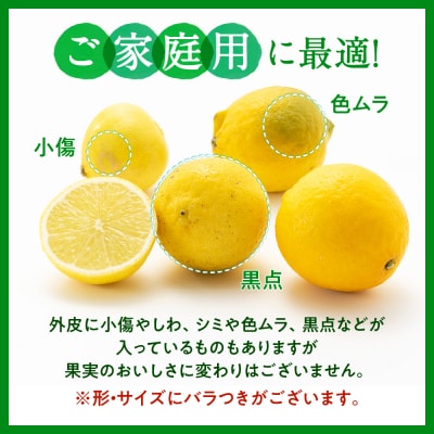 貴重な国産ライム.約5kg/2026年10月～12月発送予定.AB614
