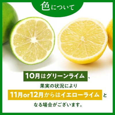 貴重な国産ライム.約5kg/2026年10月～12月発送予定.AB614