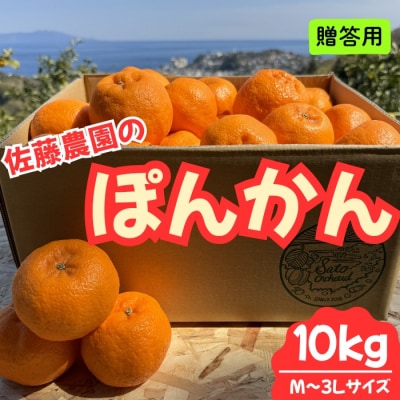 東伊豆・佐藤農園のポンカン　贈答用10kg(Mサイズ～3Lサイズ)  1322