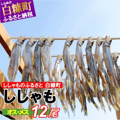 【訳あり】しらぬか産ししゃも【オスメス12尾(オス4尾・メス8尾)】