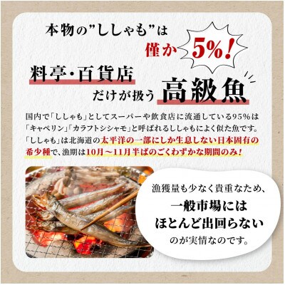 【訳あり】しらぬか産ししゃも【オスメス12尾(オス4尾・メス8尾)】